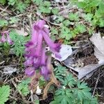 Corydalis cavaЦветок