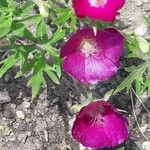 Callirhoe digitata Кветка