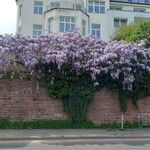 Wisteria floribunda ശീലം