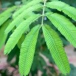 Calliandra tweediei Leaf