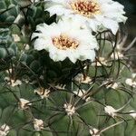 Gymnocalycium pflanzii Žiedas