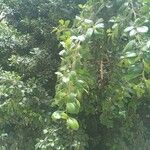 Ficus microcarpa Levél
