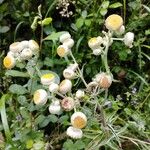 Helichrysum foetidum Blomma