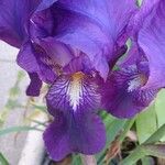 Iris × germanicaFlower