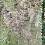Anadenanthera colubrina പുറംതൊലി