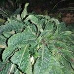 Lactuca virosa 整株植物