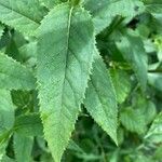 Senecio hercynicus Leaf