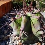Ferocactus emoryi Habit