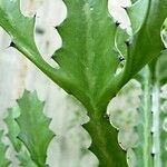 Euphorbia lactea পাতা