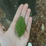 Quercus laurifolia Blad