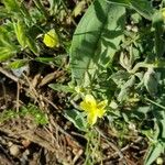 Helianthemum ledifolium Цветок