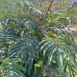 Paraserianthes lophantha برگ