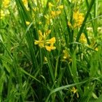 Genista sagittalis Flor