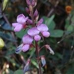 Desmodium incanum 花