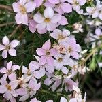 Diosma hirsuta