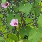 Ipomoea cordatotriloba Kwiat