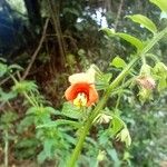 Alonsoa meridionalis Λουλούδι
