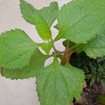 Austroeupatorium inulifolium Leaf