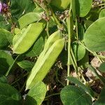 Canavalia rosea Frukto