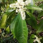 Miconia longifolia Лист