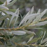 Salix lasiolepis Fleur