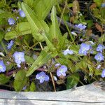 Veronica americana Habitat