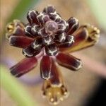 Lachenalia isopetala Flower