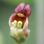 Scrophularia scorodonia Fleur