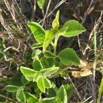 Hibiscus flavifolius Leaf