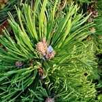 Pinus heldreichii Blatt