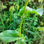 Rumex arifolius Leaf