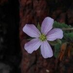 Erodium corsicum Lémanമറ്റ്