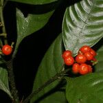 Psychotria racemosa Ffrwyth