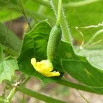 Melothria scabra Flower