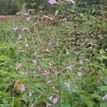 Clinopodium grandiflorum Staniste