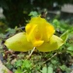 Lycaste bradeorum Çiçek