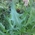 Crepis biennis Leaf