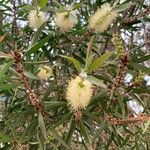 Melaleuca leucadendra Květ