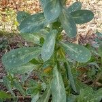 Cerinthe major Habitatea