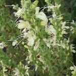 Salvia austriaca Flower