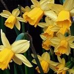 Narcissus cyclamineus 花
