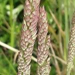 Phalaris coerulescens Цвят