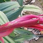 Beschorneria yuccoides 樹皮