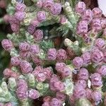 Juniperus squamata Flor