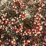 Sedum andegavense 花