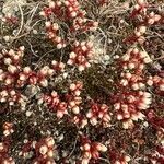 Sedum andegavense Kvet