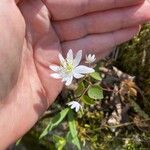 Anemonella thalictroides Fulla