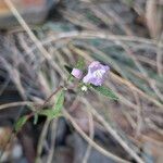 Galeopsis angustifolia Flower