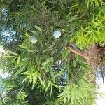 Podocarpus falcatus पत्ता