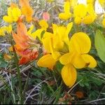 Lotus corniculatus 花